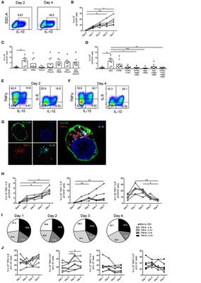 In vitro-Induced Human IL-10+ B Cells Do Not Show a Subset-Defining Marker Signature and Plastically Co-express IL-10 With Pro-Inflammatory Cytokines